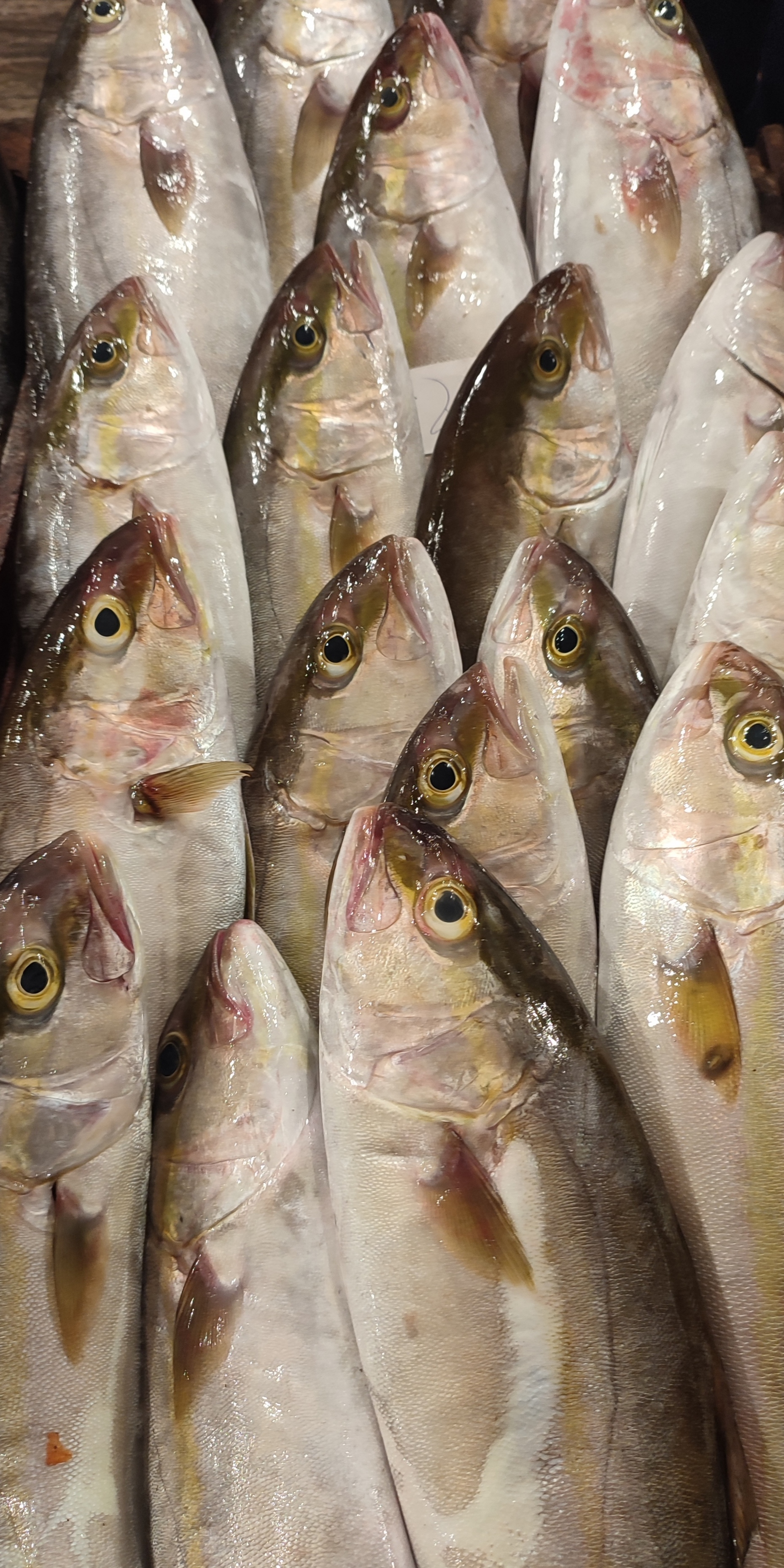 Amberjack Fish -  إنش